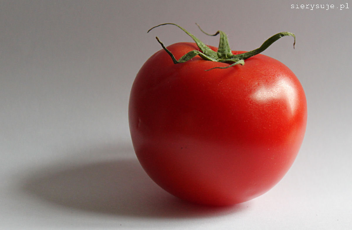 sierysuje.pl pomidor