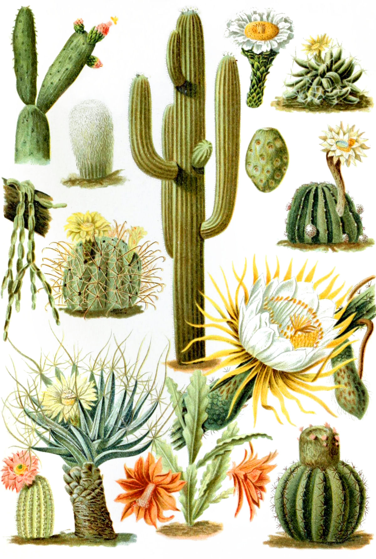 sierysuje.pl kaktus kaktusy akwarelami